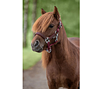 Licol poulain et shetland  Twinkle