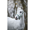 Licol poulain et shetland  Twinkle