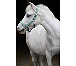 Licol poulain et shetland  Twinkle