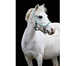 Licol poulain et shetland  Twinkle