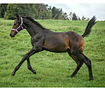 Licol poulain et shetland  Blaire