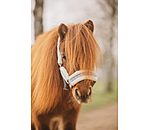 Licol pour poulain et shetland  Shine