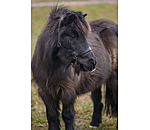 Licol en cuir pour poulain et shetland SHOWMASTER Siri