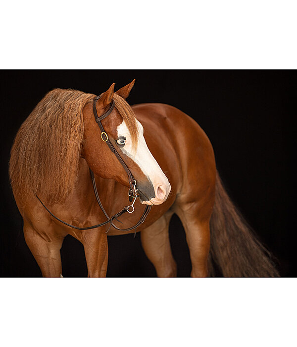 Bridon d'entranement une oreille en cuir Harness