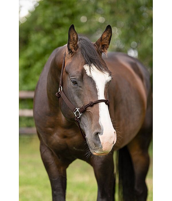 Licol � noeuds  Hybrid