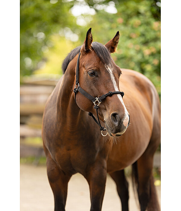 Licol � noeuds  Hybrid