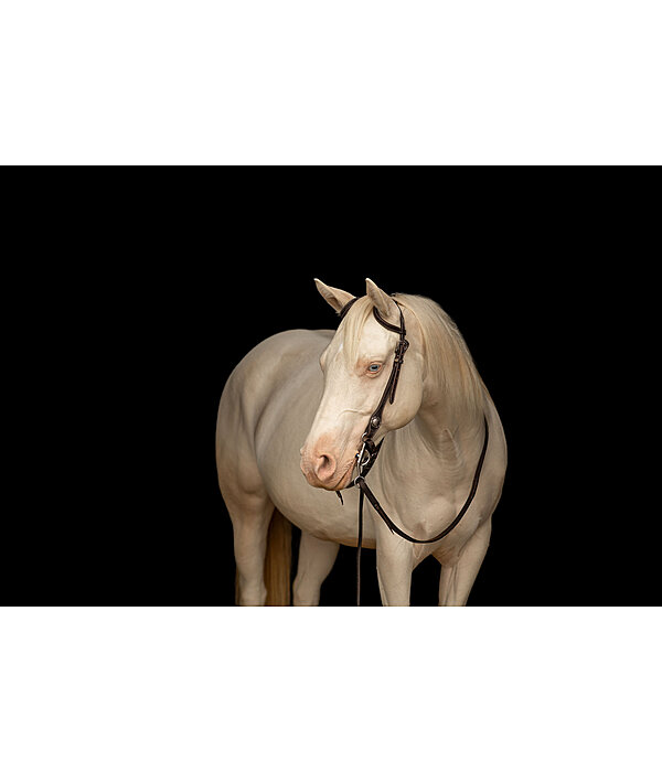 Bridon deux oreilles  Leaves