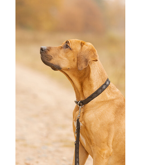Ensemble collier et laisse en cuir pour chien  Polo Sports