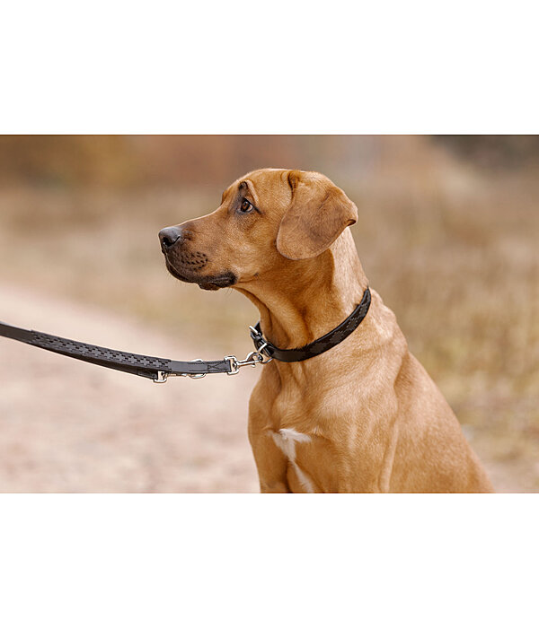 Ensemble collier et laisse en cuir pour chien  Polo Sports