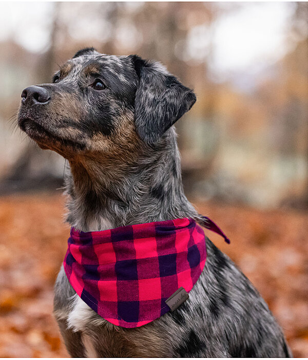 Foulard pour chien  Henry