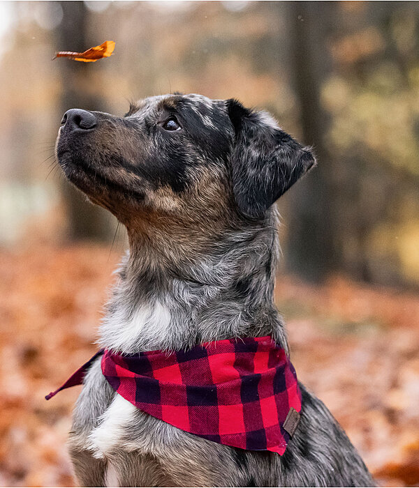 Foulard pour chien  Henry