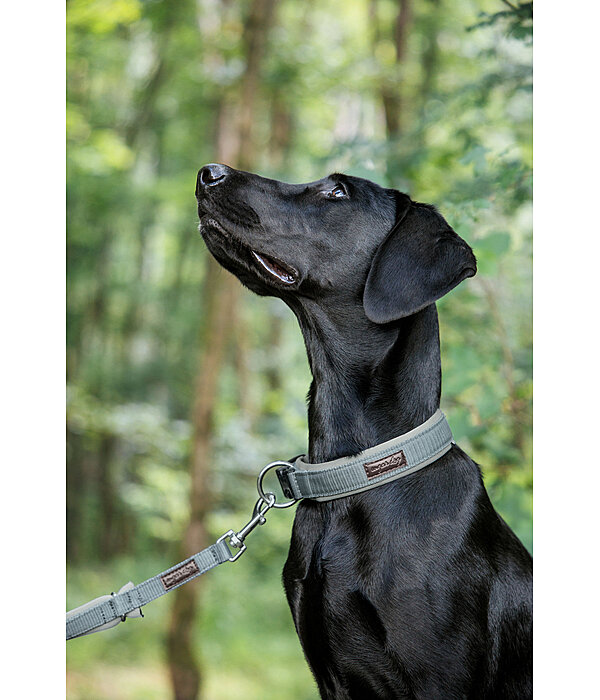 Collier pour chien  Becks