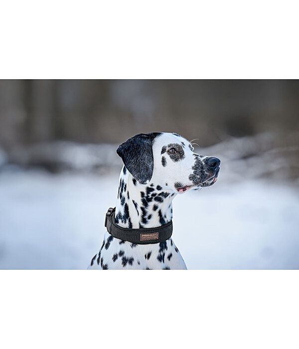 Collier pour chien  Becks