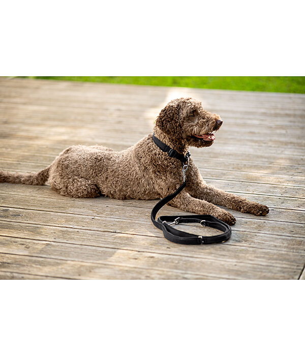 Collier pour chien  Becks