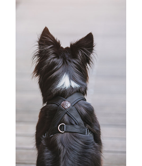 Harnais pour chien  Piper