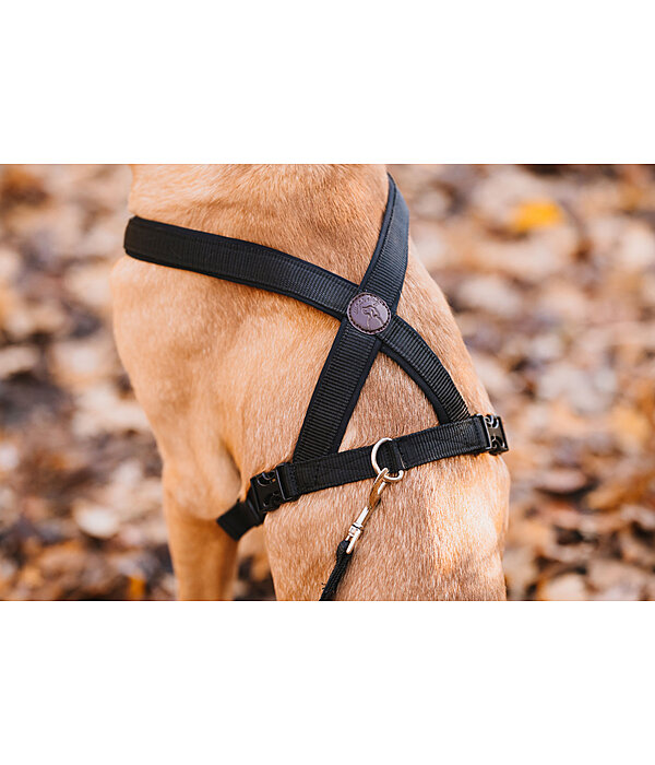 Harnais pour chien  Piper