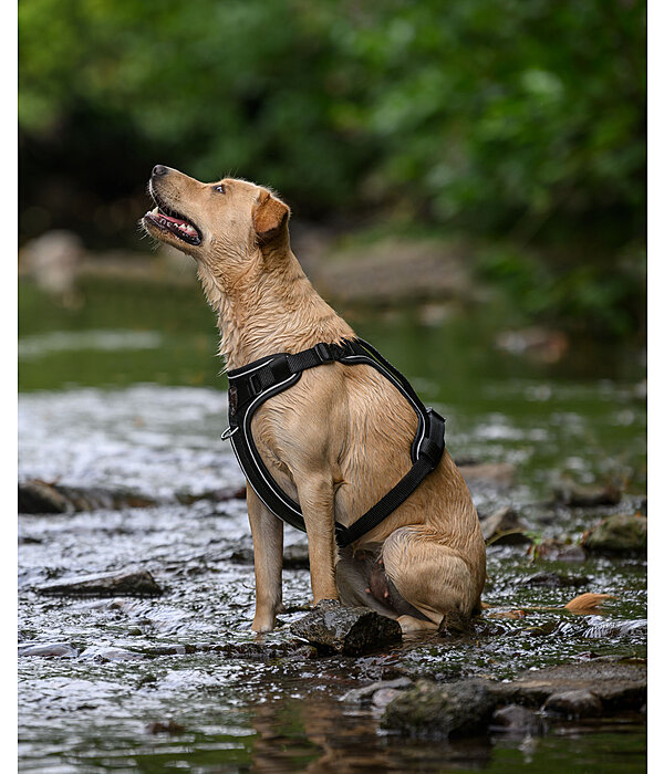 B-Ware : Harnais pour chien avec poigne  Adventure Seeker