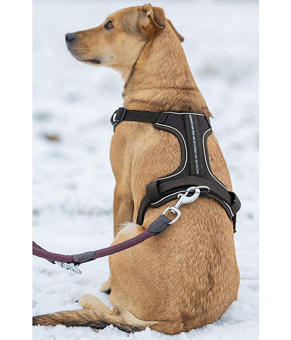 B-Ware : Harnais pour chien avec poigne  Adventure Seeker