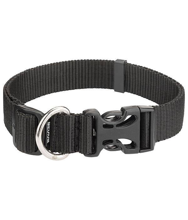 Collier pour chien  Champ