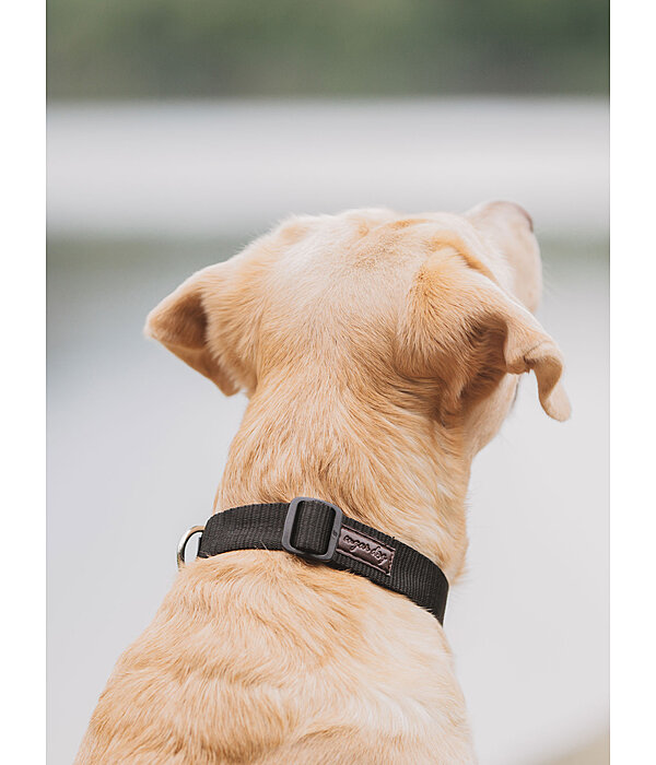 Collier pour chien  Champ