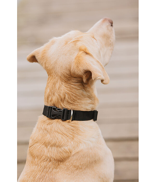 Collier pour chien  Champ
