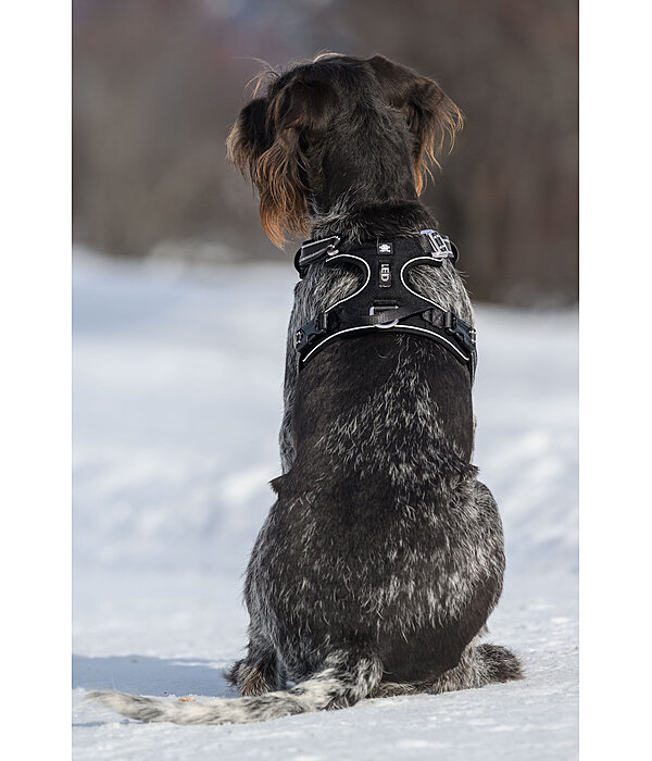 Harnais pour chien  Expedition