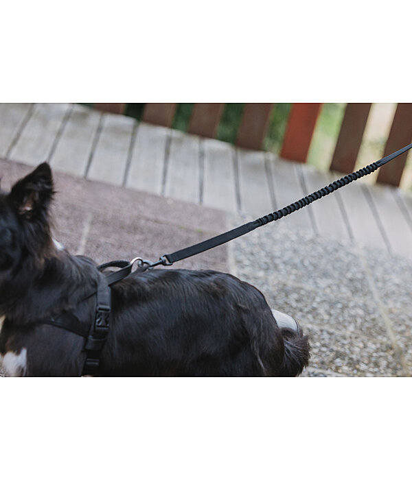 Laisse pour chien avec amortisseur  marathon
