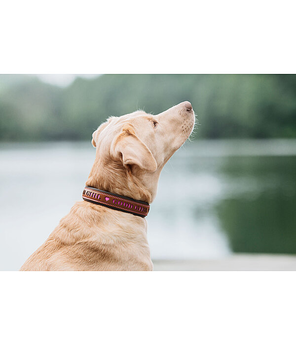 Collier pour chien en cuir  Good Dog