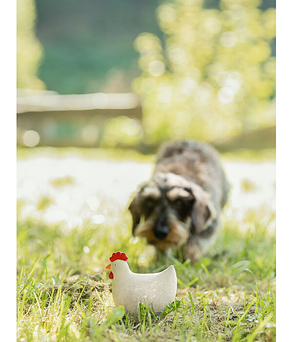 Jouet couineur pour chien  Chicken