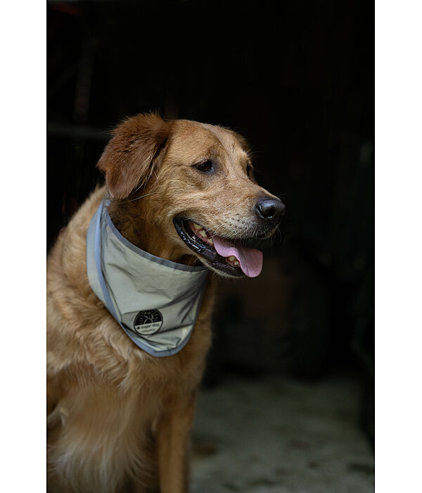 Foulard r�fl�chissant pour chien