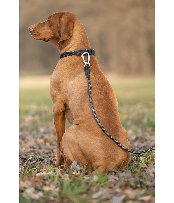 Laisse pour chien  Expedition