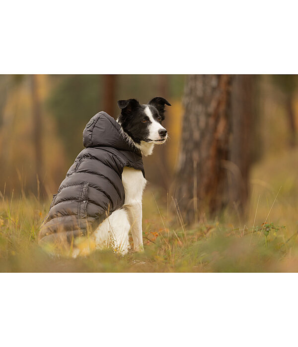 Veste d'hiver l�g�re pour chien  Anton