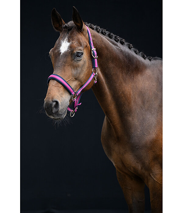 Licol  Swiss Design II