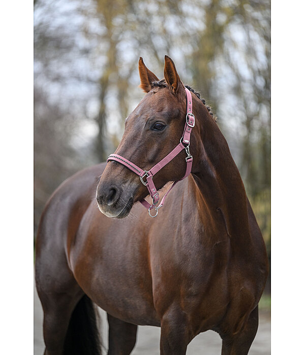 Licol  Twinkle