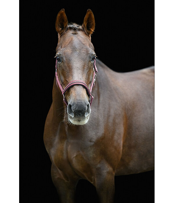 Licol  Twinkle