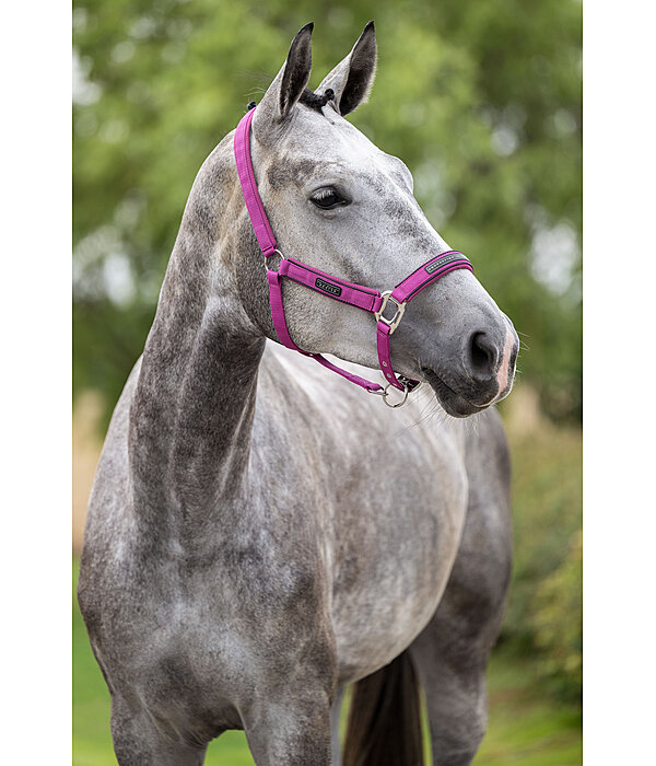 Licol  Mesh-Technology