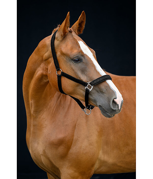 Licol  Signature III