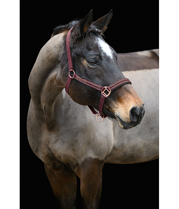 Licol  Glimmering