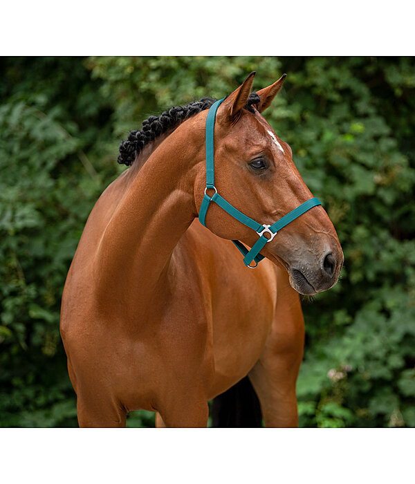 Licol en nylon  prix cass