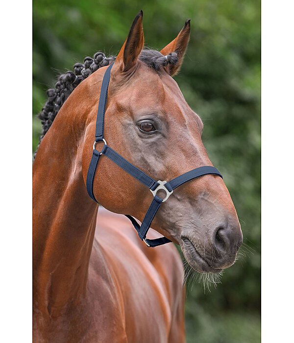 Licol en nylon  prix cass