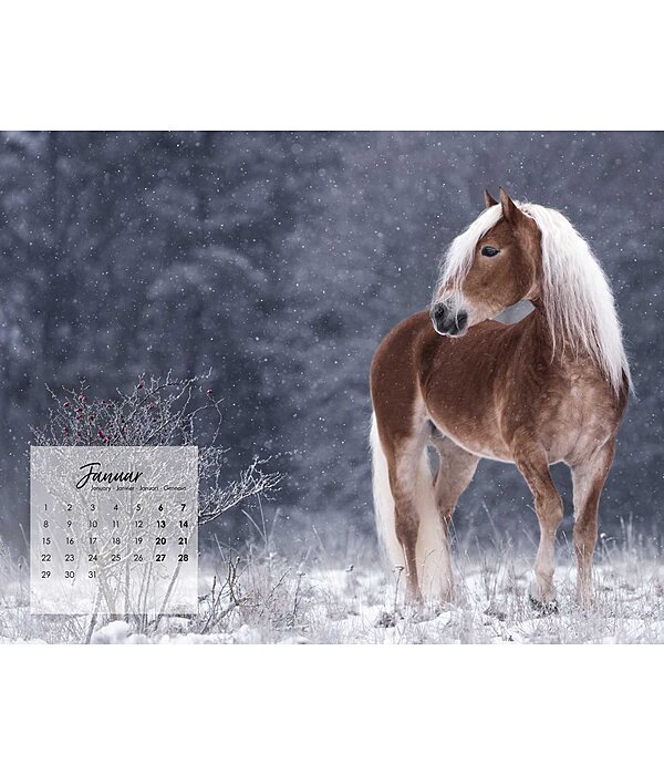 Haflinger Kalender 2025