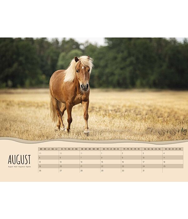 Calendrier 2025 - Poneys