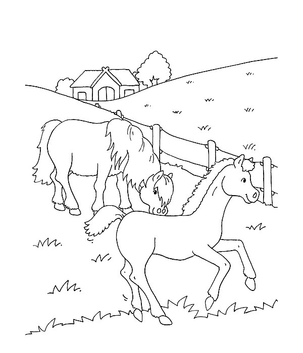 Mon grand livre de coloriage - Cheval