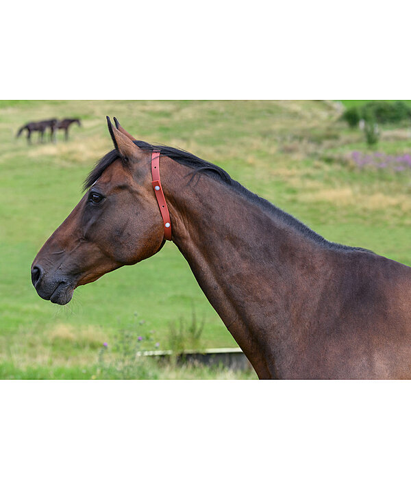 Collier anti-parasites pour cheval