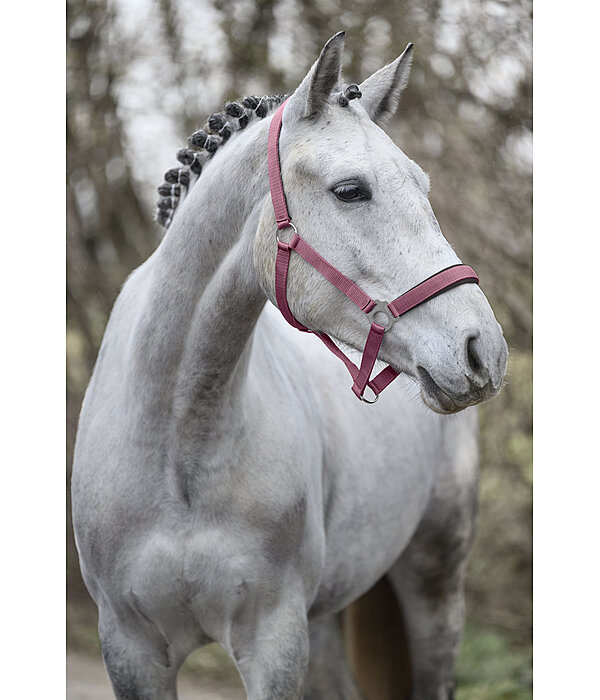 Licol en nylon � prix cass� II
