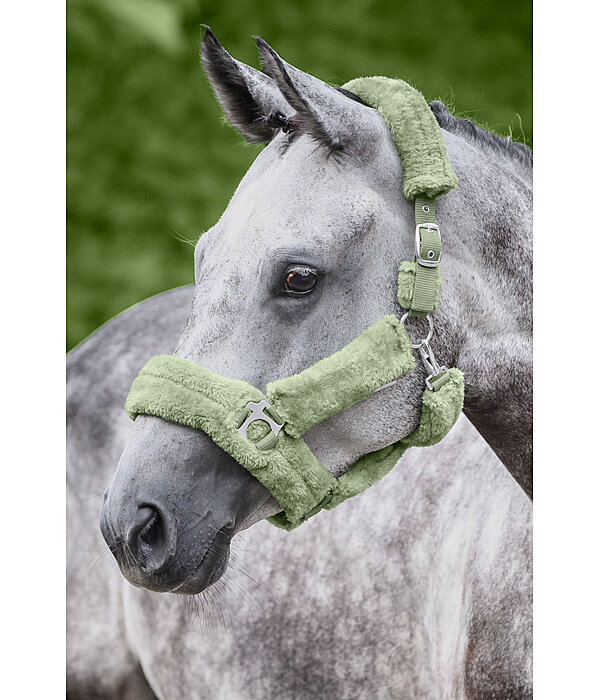 Licol en polaire Teddy  Protection