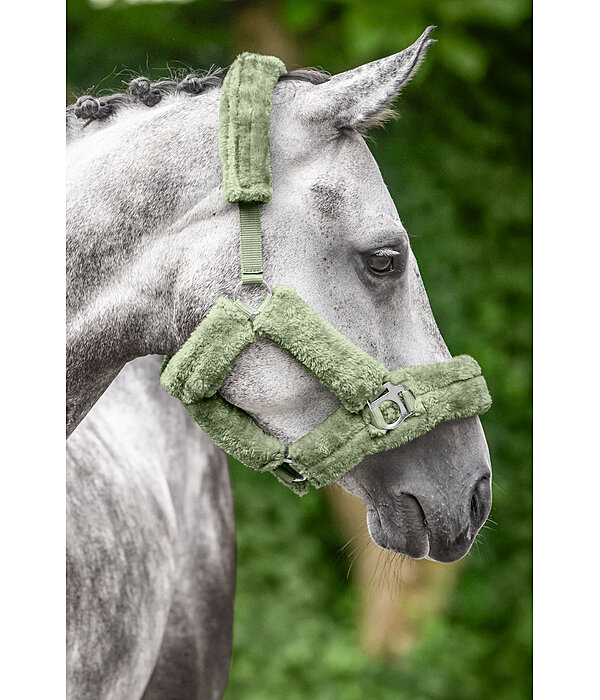 Licol en polaire Teddy  Protection
