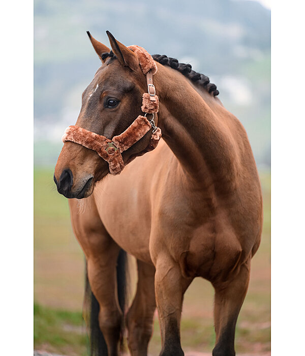 Licol en polaire Teddy  Protection