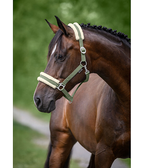 Licol en polaire Teddy  prix cass III
