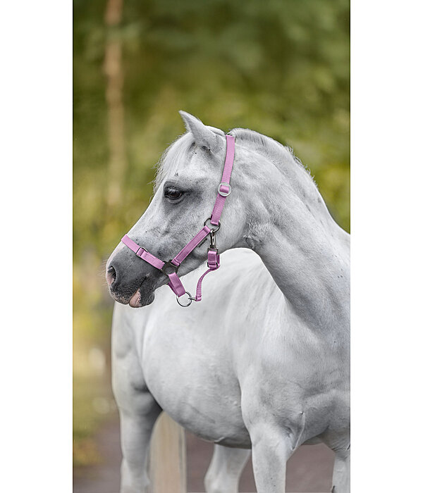 Licol poulain et shetland  Grow With You